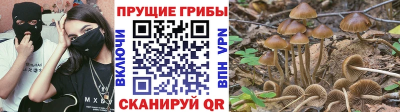 Галлюциногенные грибы Psilocybe  купить наркотики сайты  Озёры 